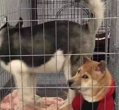  柴犬被迫和二哈关在一起,虽然嘴上不拒绝,神情还是出卖了它开