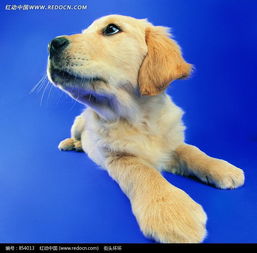  侧头趴在地上的米黄色小狗图片免费下载编号854013红动网