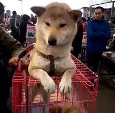  狗市上眼睁睁看着自己的孩子被卖,狗妈的举动让人心酸