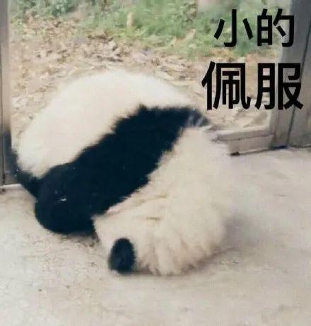  旭旭宝宝反省教育问题,自曝大哥把套你猴子学去了