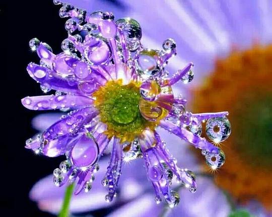 幸运花头像魔戒