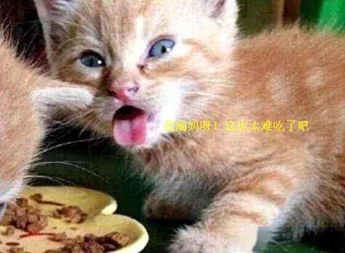  主人给小奶猫买便宜的猫粮,猫咪尝完后,下一秒的表情让人蒙了