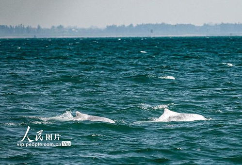  广西钦州中华白海豚逐浪三娘湾