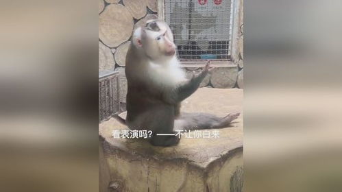  黔灵山的猴子火了每一个动作都是表情包网友这也太优雅了