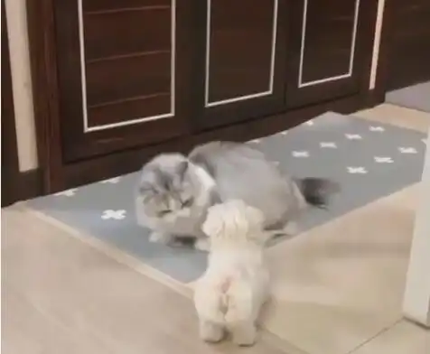  下班路上捡到一只小白狗,带回家后布偶猫举动把主人笑哭了