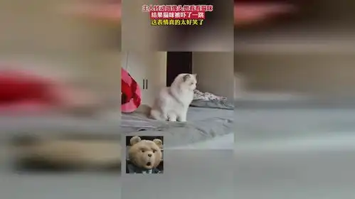 主人转动摄像头想看看猫咪,结果猫咪被吓了一跳,这表情真的太好笑7