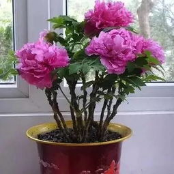  几种热不死的花卉,越晒生长越好,趁夏天赶紧买几盆回家养着