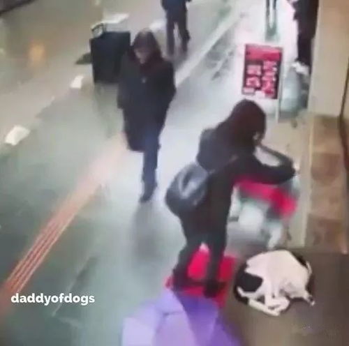 微信头像女生可爱小狗当