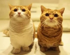  橘猫茶太郎唱歌表情包大全茶太郎黄豆粉表情包高清素材合集下载