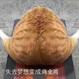 就像是一场梦表情包橘猫