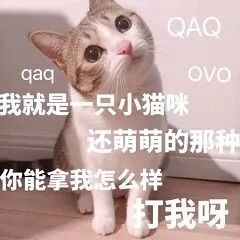 小猫咪强吻表情包