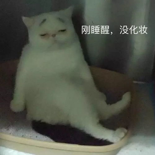  猫咪表情包我等的喵在多远的未来养猫