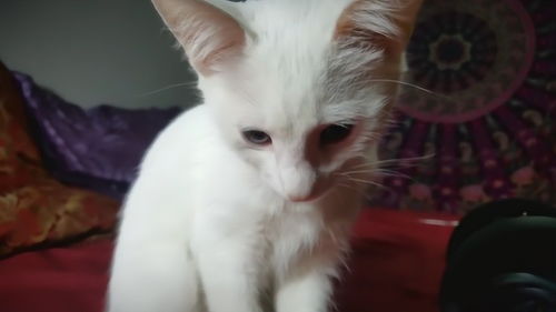  卧在毯子上的猫咪,这是谁惹你生气了吗看这委屈的表情