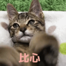  猫咪比心动图猫咪比心表情包gif下载乐游网游戏下载
