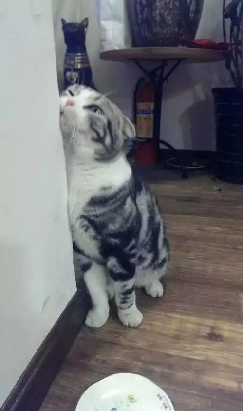  猫咪表达爱的几种行为方式,快看看你家喵对你的爱意有几分吧