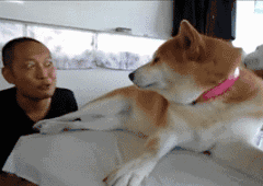  柴犬为什么叫戏精看了这些表情包你就知道了