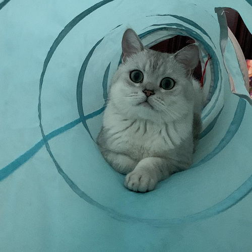  618买了k9鸡鹿的猫咪吐了