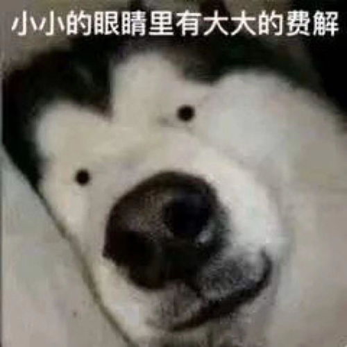  有哪些让人觉得脑袋不大灵光的表情包