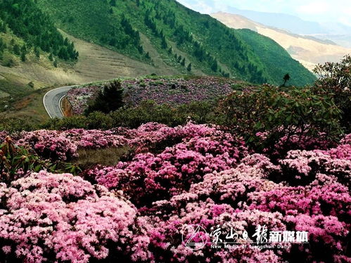  大美凉山五月,相约金阳索玛花节,除了看花,还可以