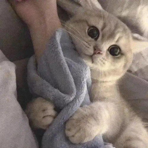  宝藏情侣头像