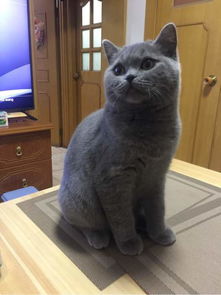  自家小蓝猫弟弟半岁了,吧友英短长得都好萌啊