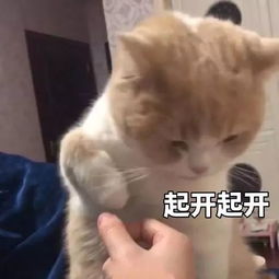 崩溃的表情包靓仔
