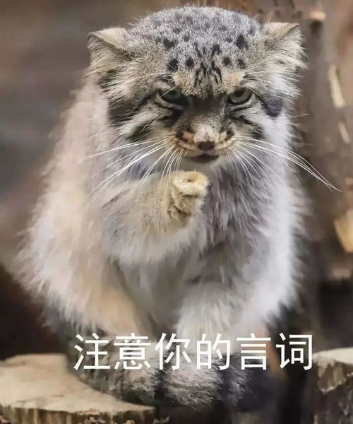  齐新章丨拯救最穷动物园