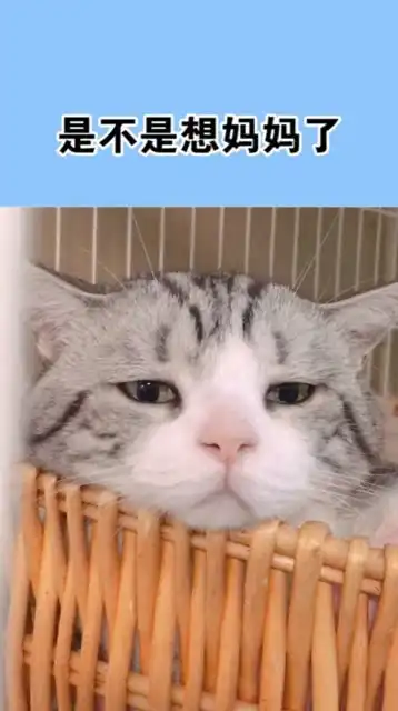  小猫咪一睡醒就是这副表情,看得我都想哭了