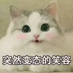  猫咪表情包你是要讲道理,还是要我