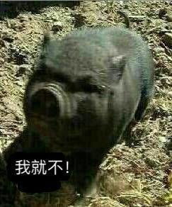  猪表情包带字图片