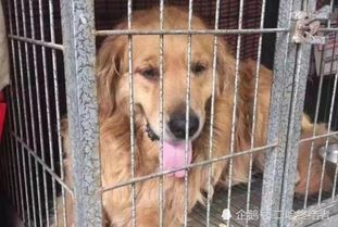 狗狗被铁笼关10年,美女心疼买下它,接下来狗狗的举动让人落泪