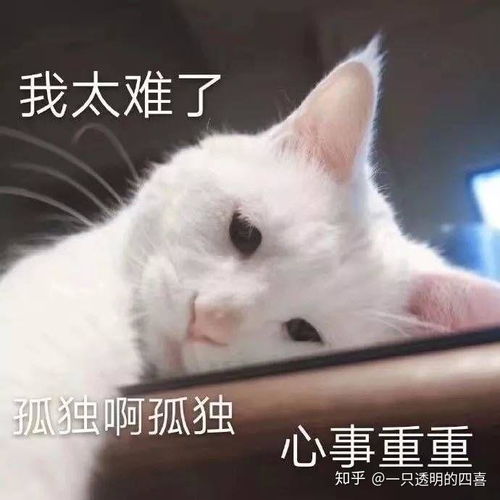 猫可爱表情包考研