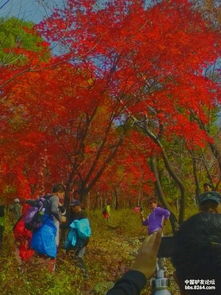  记游本溪赏枫叶