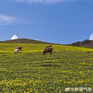  随着天气逐渐转暖,新疆伊犁哈萨克自治州昭苏县草原上的小黄花和野生郁金香次第绽放,一幅美丽画卷天然自成坐标