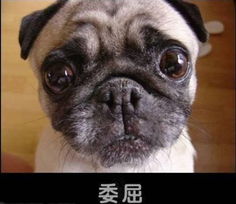  动物话语猫猫狗狗的趣怪表情