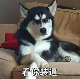 二哈萌柴第五季表情包