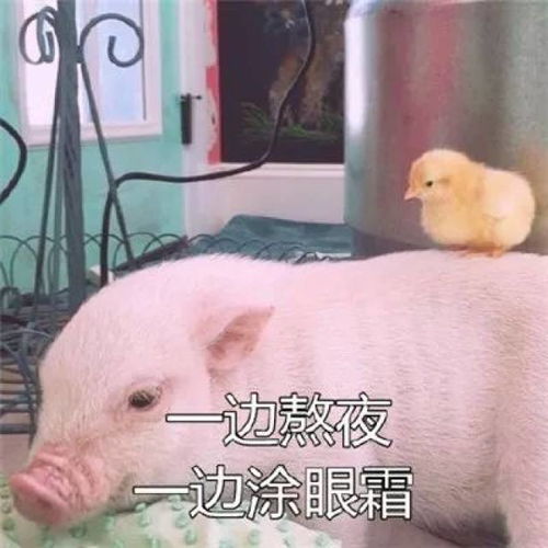 p图表情包推荐猪猪