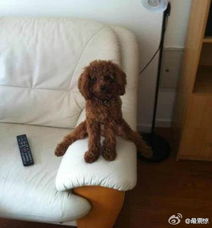  爆笑图集有注意龙门镖局里各种恶搞书法