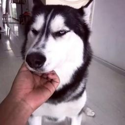  二哈和主人过不下去了,一怒之下签了离婚协议书