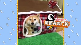  柴犬,继二哈之后,又一个表情包