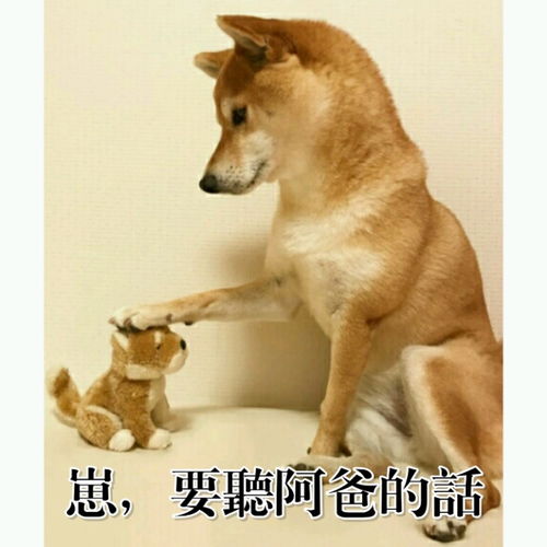  柴犬为什么叫戏精看了这些表情包你就知道了