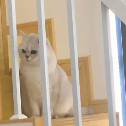 主人要出差几天,结果猫咪竟然露出这表情,这也太让人心疼了吧