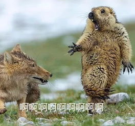  中国摄影师斩获年度野生生物摄影师大赛大奖,网友脑补出一堆表情包