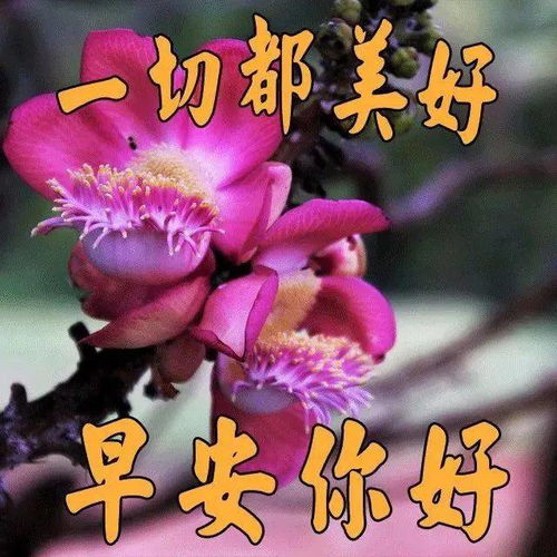  12月6日冬季漂亮的大家早上好表情,牵挂问候一声,为你献上健康快乐