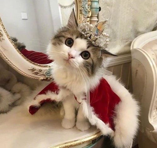  动物拟人,猫咪三兄弟软萌,狼殿下眼神到位,猫咪公主真团宠