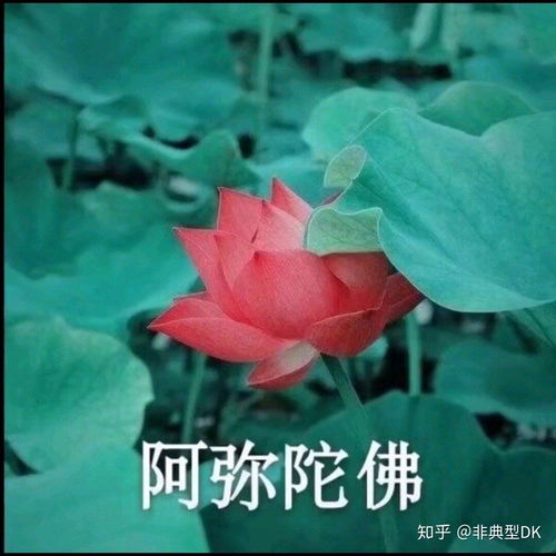  有哪些中老年女性适合的头像
