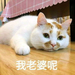  请问谁知道这是什么品种的猫咪吗