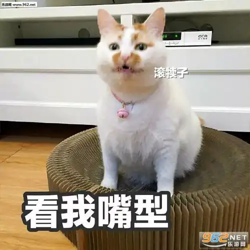  揭不开锅图片表情小猫小狗卖惨表情包下载乐游网游戏下载