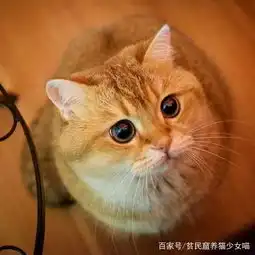  脸圆身子圆眼睛也圆,浑身上下都圆圆的小猫咪,可爱到犯规