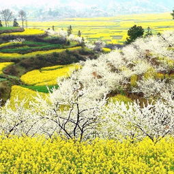 充满诗情花意的田园风景
